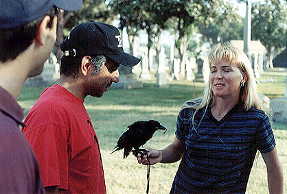 raven